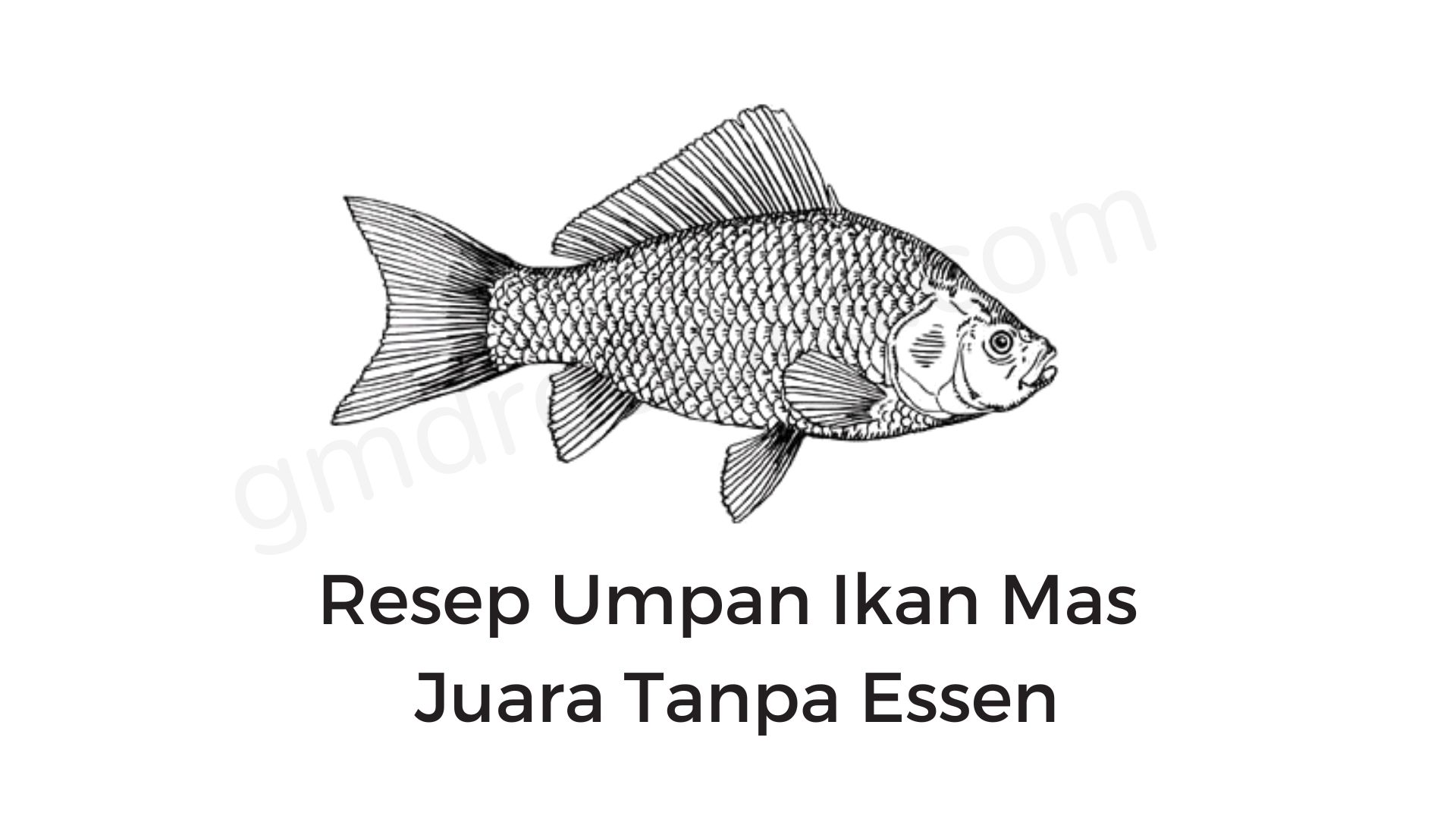 Resep Umpan Ikan Mas Juara Tanpa Essen